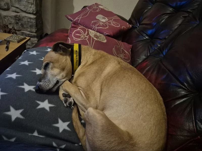 Weasel, male senior Whippet for adoption at Dogs Trust Cardiff, Cardiff
