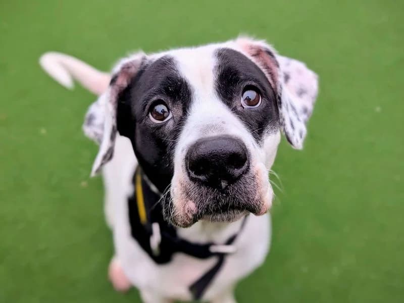 Popsy, female senior mixed breed for adoption at Dogs Trust Cardiff, Cardiff