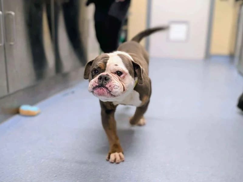 Mitch, male 3yo English Bulldog for adoption at Dogs Trust Cardiff, Cardiff
