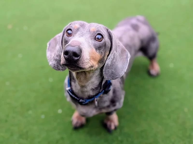 Ned, male 4yo mixed breed for adoption at Dogs Trust Cardiff, Cardiff