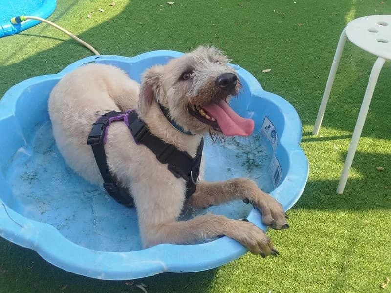 Pickles, male young Lurcher for adoption at Dogs Trust Cardiff, Cardiff