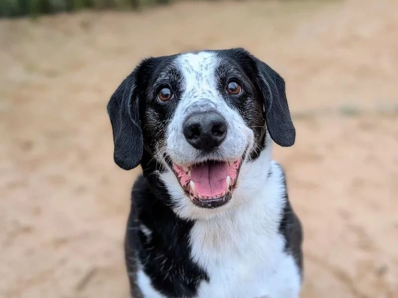 Jackson, male senior Border Collie for adoption at Dogs Trust Cardiff, Cardiff
