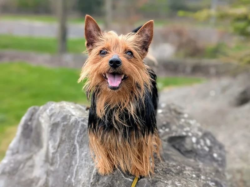 Romeo, male 4yo mixed breed for adoption at Dogs Trust Cardiff, Cardiff