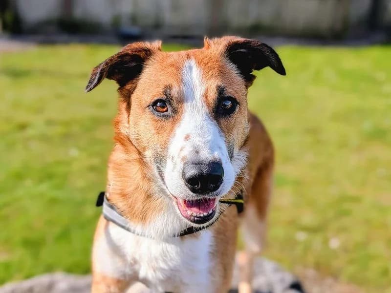 Toast, male 6yo Collie for adoption at Dogs Trust Cardiff, Cardiff