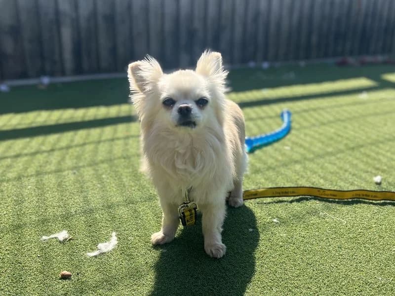 Yankee, male senior Chihuahua for adoption at Dogs Trust Cardiff, Cardiff