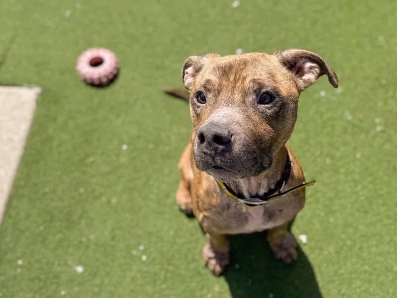 Cody, male 3yo English Bulldog for adoption at Dogs Trust Cardiff, Cardiff