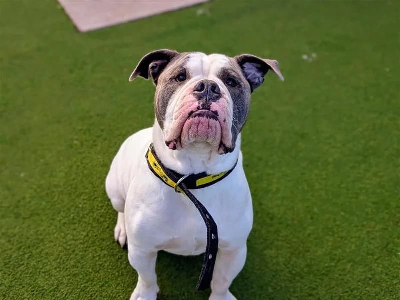 Charlie, male young English Bulldog for adoption at Dogs Trust Cardiff, Cardiff