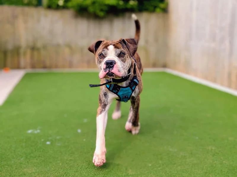 Forest, male 5yo English Bulldog for adoption at Dogs Trust Cardiff, Cardiff