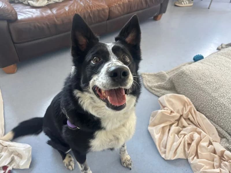 Cali the Collie, female 5yo Border Collie for adoption at Dogs Trust Cardiff, Cardiff