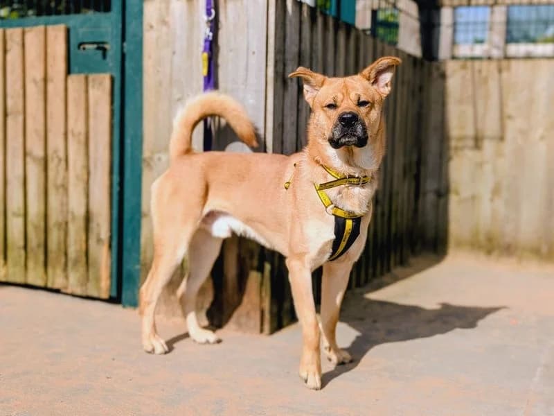 Zeus, male young Husky for adoption at Dogs Trust Cardiff, Cardiff