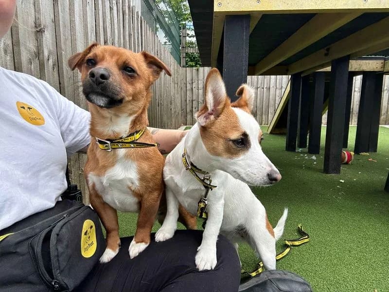 Smudge, female young Jack Russell Terrier for adoption at Dogs Trust Cardiff, Cardiff