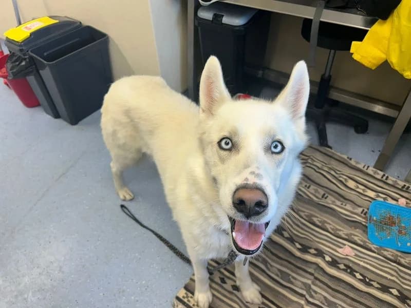 Kaspa, male 4yo Husky for adoption at Dogs Trust Cardiff, Cardiff