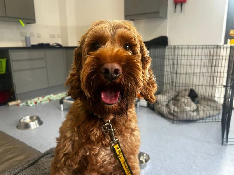 Bertie, male 4yo Cocker Spaniel for adoption at Dogs Trust Cardiff, Cardiff