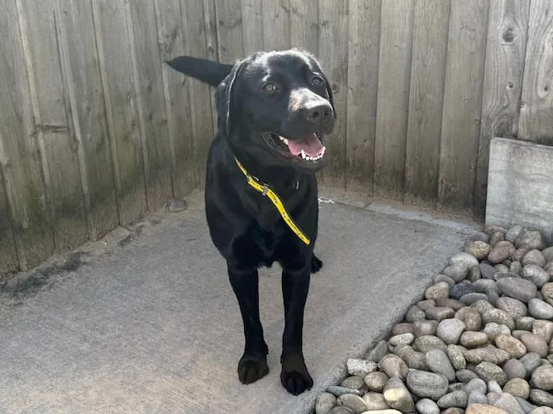 Sophie, female young Labrador Retriever for adoption at Dogs Trust Cardiff, Cardiff