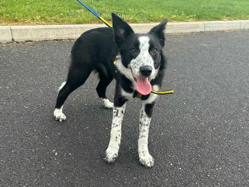 Annie, female puppy Border Collie for adoption at Dogs Trust Cardiff, Cardiff