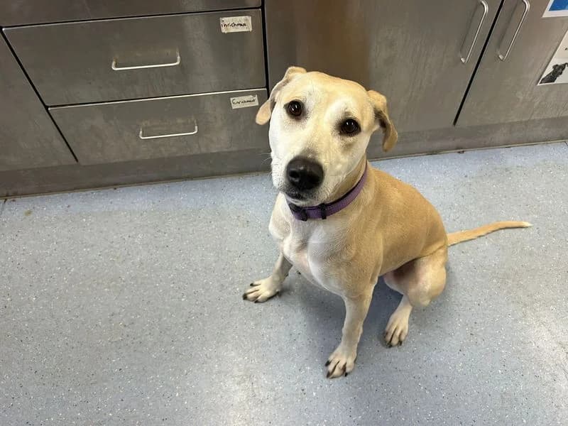 Sandy, female 3yo Labrador Retriever for adoption at Dogs Trust Cardiff, Cardiff