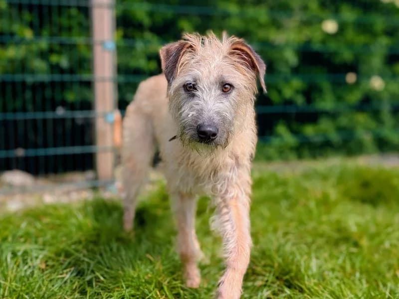 Aspen, male young Lurcher for adoption at Dogs Trust Cardiff, Cardiff