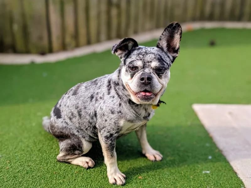 Tulip, female 6yo English Bulldog for adoption at Dogs Trust Cardiff, Cardiff
