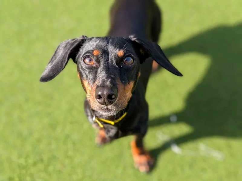 Margie,  (Dogs Trust Cardiff)