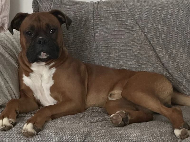 Roxy Boxer, female 5yo mixed breed for adoption at Dogs Trust Cardiff, Cardiff