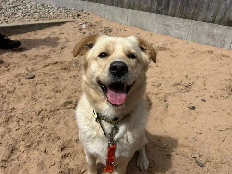 Rocky, male young Labrador Retriever for adoption at Dogs Trust Cardiff, Cardiff