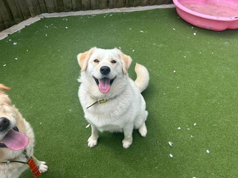 Maisy, female young Labrador Retriever for adoption at Dogs Trust Cardiff, Cardiff
