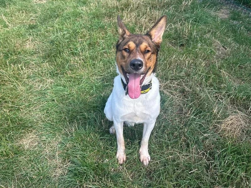 Ozzy, male young Akita for adoption at Dogs Trust Cardiff, Cardiff