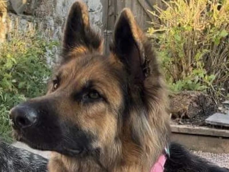 Athena, female 5yo mixed breed for adoption at Dogs Trust Cardiff, Cardiff