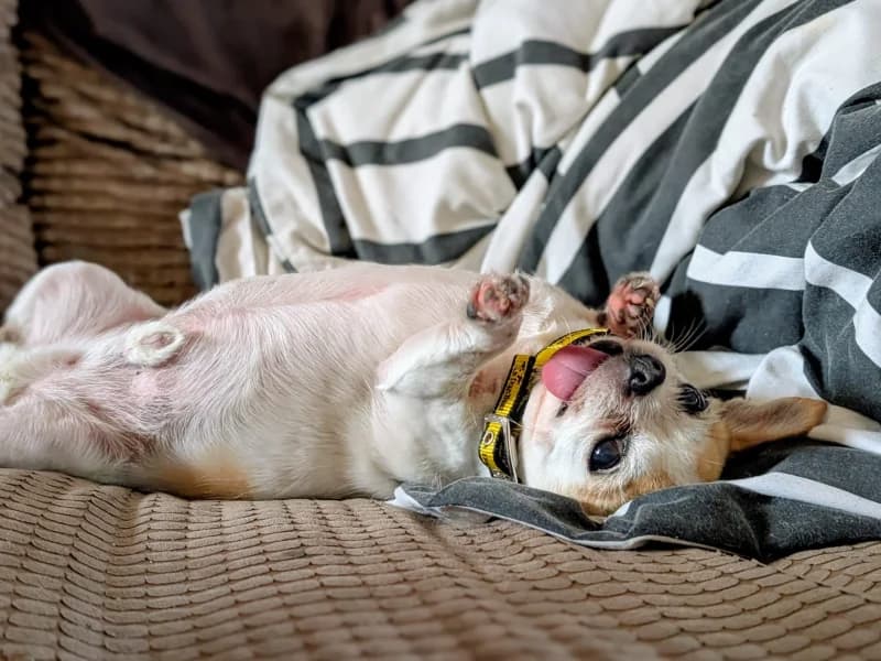 Joey, male senior Chihuahua for adoption at Dogs Trust Cardiff, Cardiff