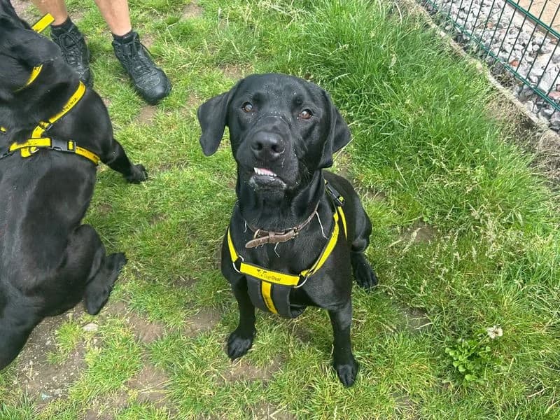 Mylo, male young Labrador Retriever for adoption at Dogs Trust Cardiff, Cardiff