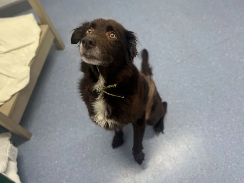 Bella, female senior Labrador Retriever for adoption at Dogs Trust Cardiff, Cardiff