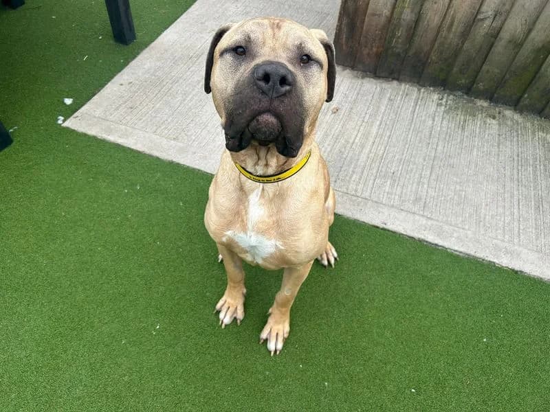 Goose, male 3yo Mastiff for adoption at Dogs Trust Cardiff, Cardiff