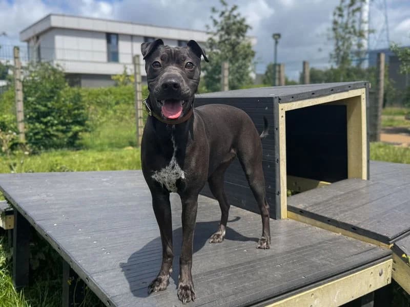 Una, female puppy Whippet for adoption at Dogs Trust Cardiff, Cardiff
