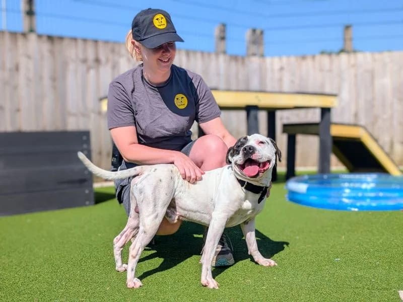 Popeye, male 6yo Staffordshire Bull Terrier for adoption at Dogs Trust Cardiff, Cardiff