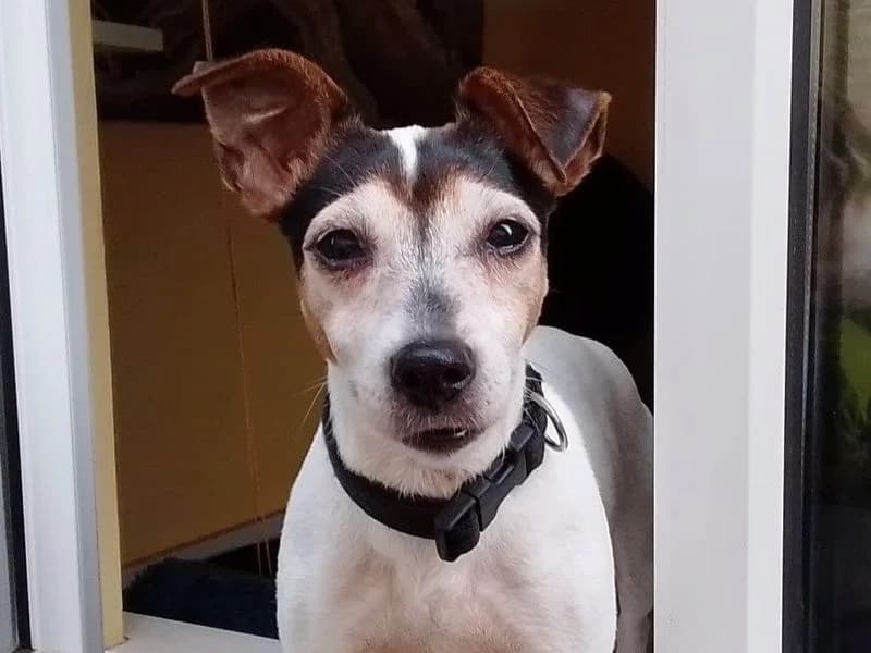 Esther, female 6yo Jack Russell Terrier for adoption at Dogs Trust Cardiff, Cardiff