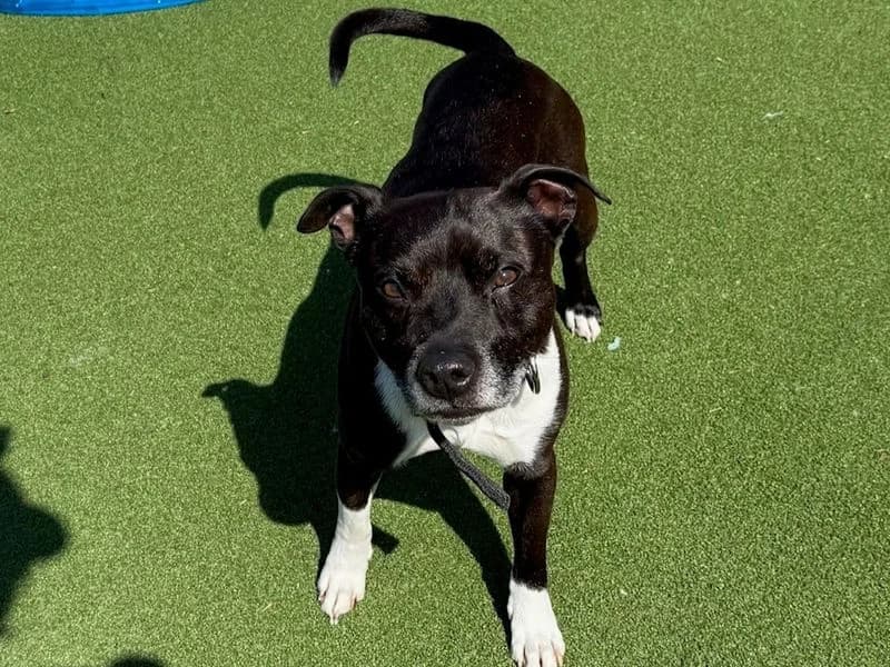Otis, male senior Staffordshire Bull Terrier for adoption at Dogs Trust Cardiff, Cardiff