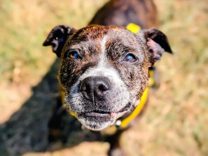 Tia, female senior Staffordshire Bull Terrier for adoption at Dogs Trust Cardiff, Cardiff