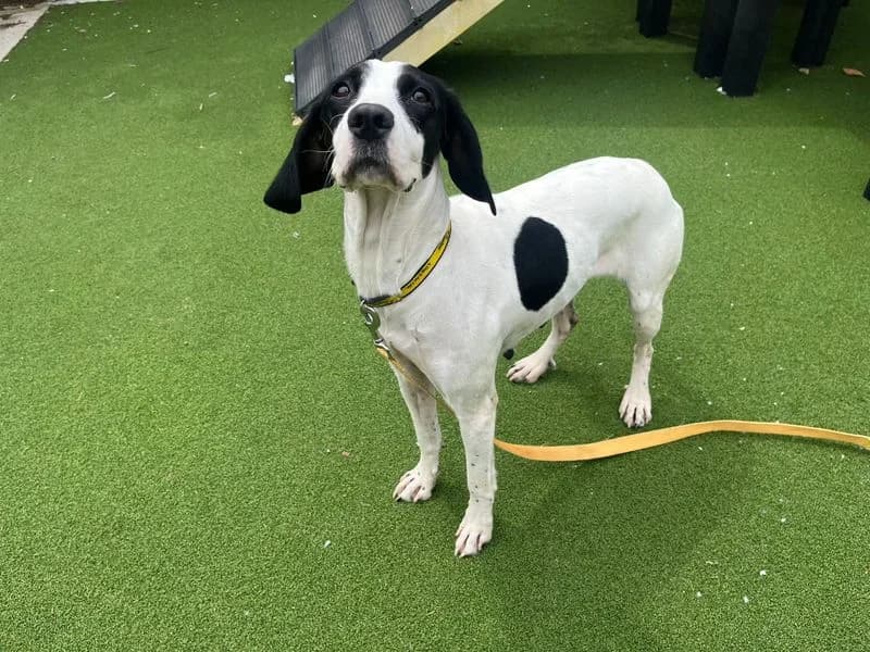 Crystal, female 4yo mixed breed for adoption at Dogs Trust Cardiff, Cardiff