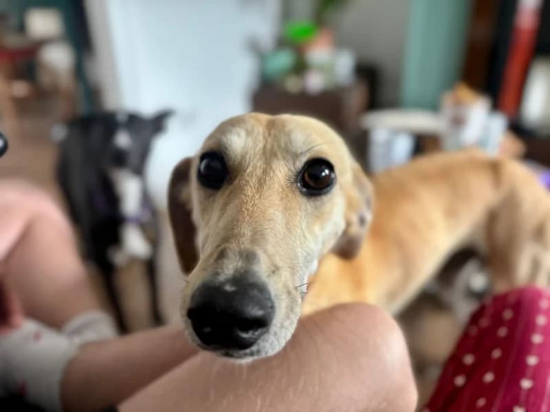 Clara, female 3yo Lurcher for adoption at Dogs Trust Cardiff, Cardiff