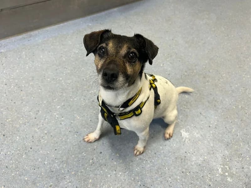 Misty, female 5yo Jack Russell Terrier for adoption at Dogs Trust Cardiff, Cardiff