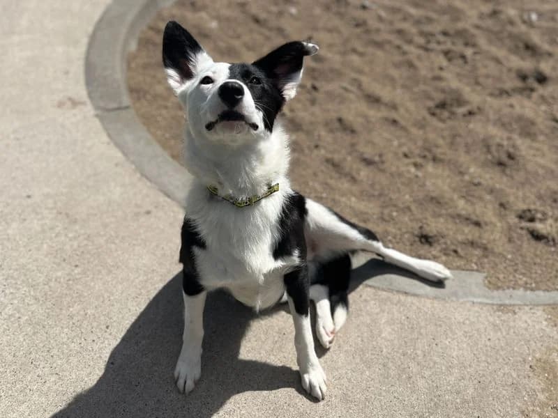 Bam, female young Collie for adoption at Dogs Trust Cardiff, Cardiff