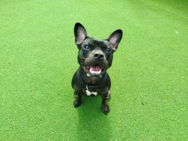 Ivy, female young English Bulldog for adoption at Dogs Trust Cardiff, Cardiff
