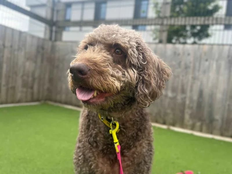 Bruce, male 6yo Poodle for adoption at Dogs Trust Cardiff, Cardiff