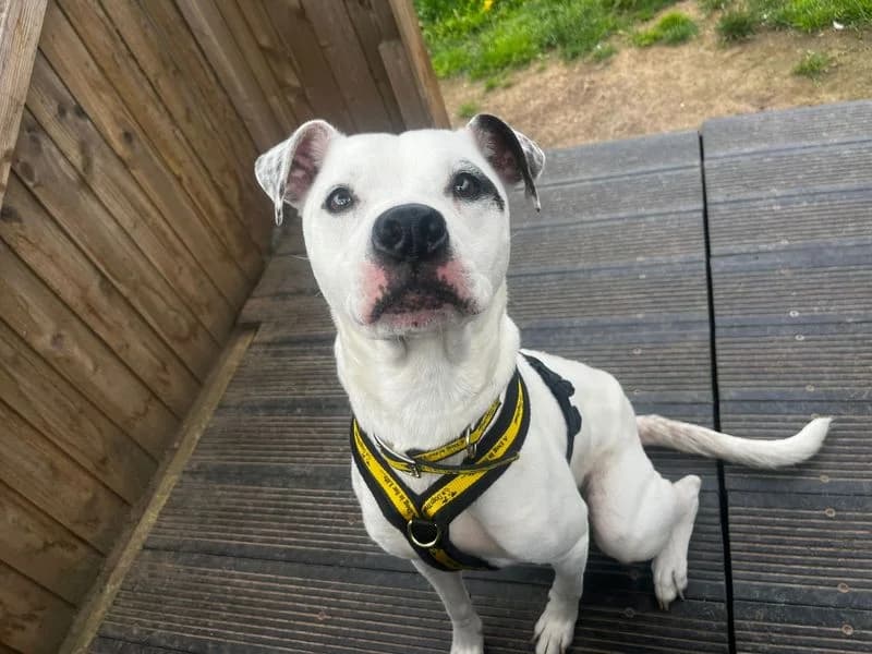 Willow, female 4yo English Bulldog for adoption at Dogs Trust Cardiff, Cardiff