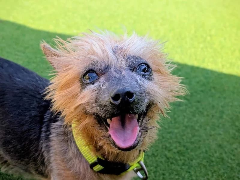 Pippa, female senior Yorkshire Terrier for adoption at Dogs Trust Cardiff, Cardiff