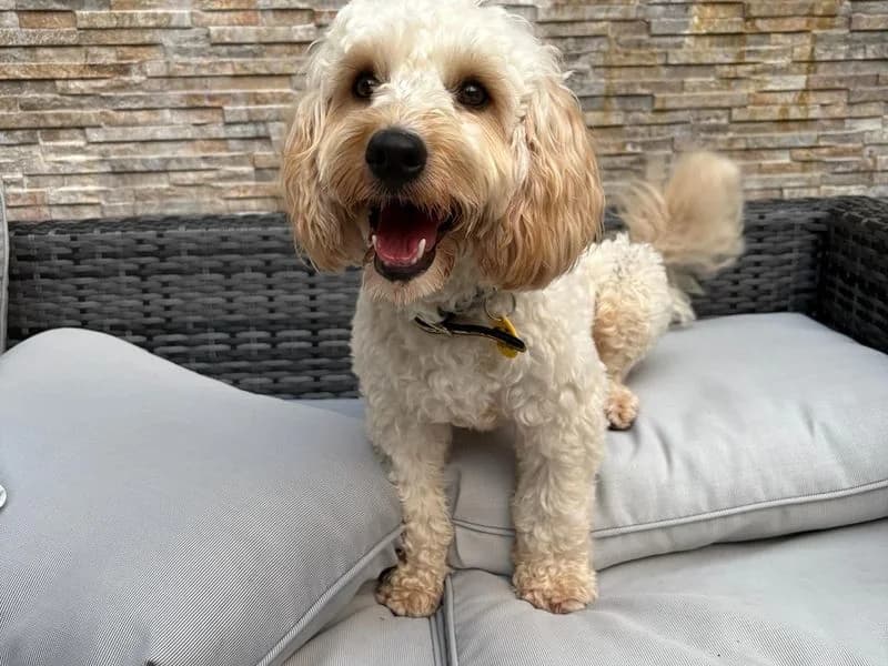 Gecko, male puppy Cavalier King Charles Spaniel for adoption at Dogs Trust Cardiff, Cardiff