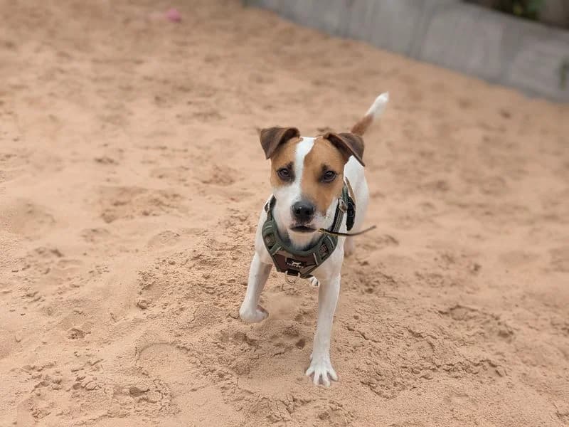 Barnabus, male young Jack Russell Terrier for adoption at Dogs Trust Cardiff, Cardiff
