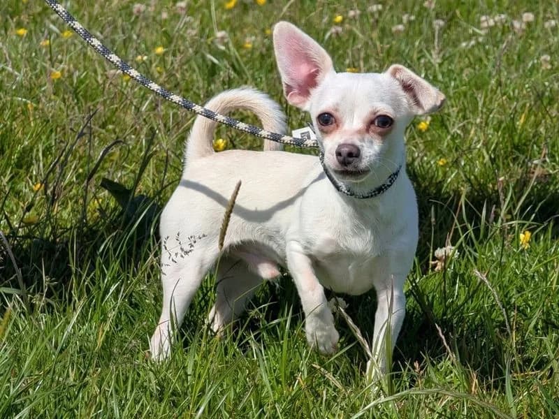 Dominik Mysterio, male puppy Chihuahua for adoption at Dogs Trust Cardiff, Cardiff