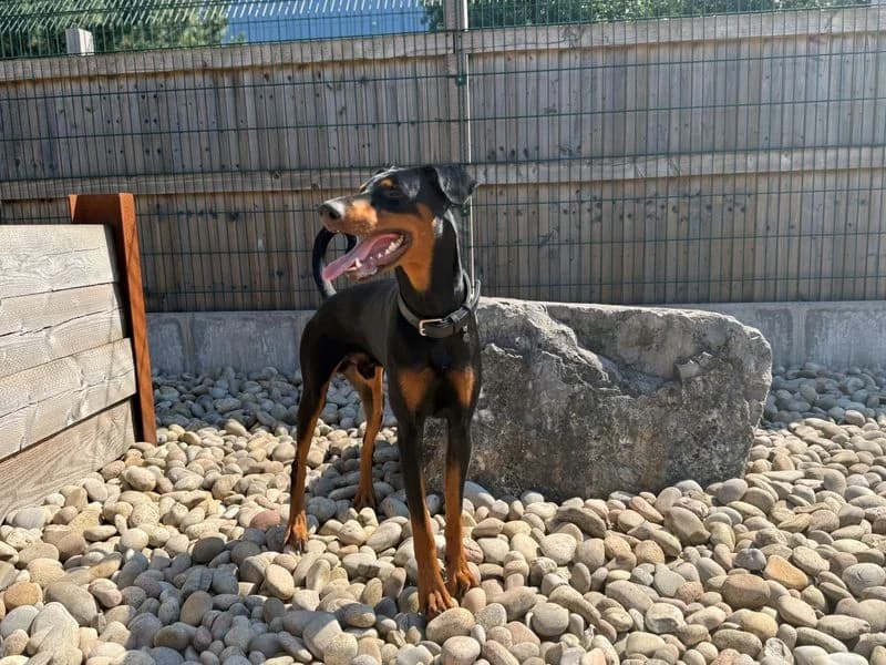 Sam Dobermann, male young Doberman for adoption at Dogs Trust Cardiff, Cardiff