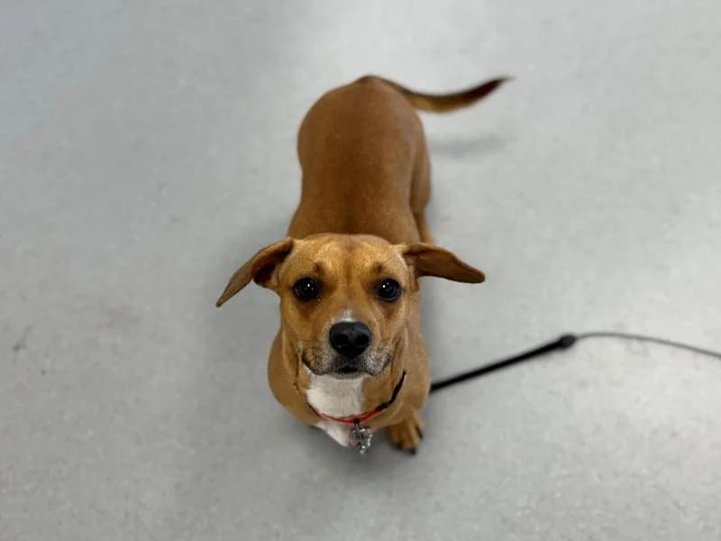 Pepsi, female young mixed breed for adoption at Dogs Trust Cardiff, Cardiff